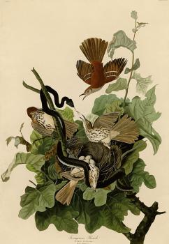 John James Audubon : Ferruginous thrush